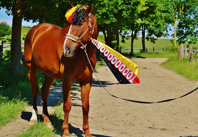 加拿大男篮实力大增